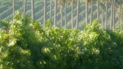 כרם המלך בשיפולי יהודה.