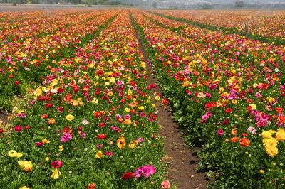 שדי פרחי חמאה