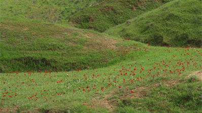 אילוסטרציה: פלאש 90