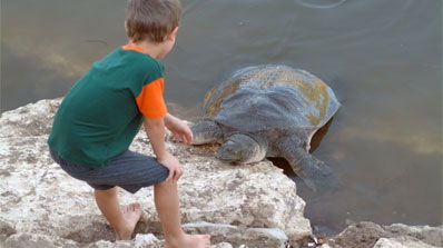 צבי ים בנחל אלכסנדר.