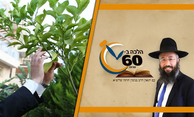 סוגי העצים לברכת האילנות - על מה נברך ועל מה לא? • צפו 