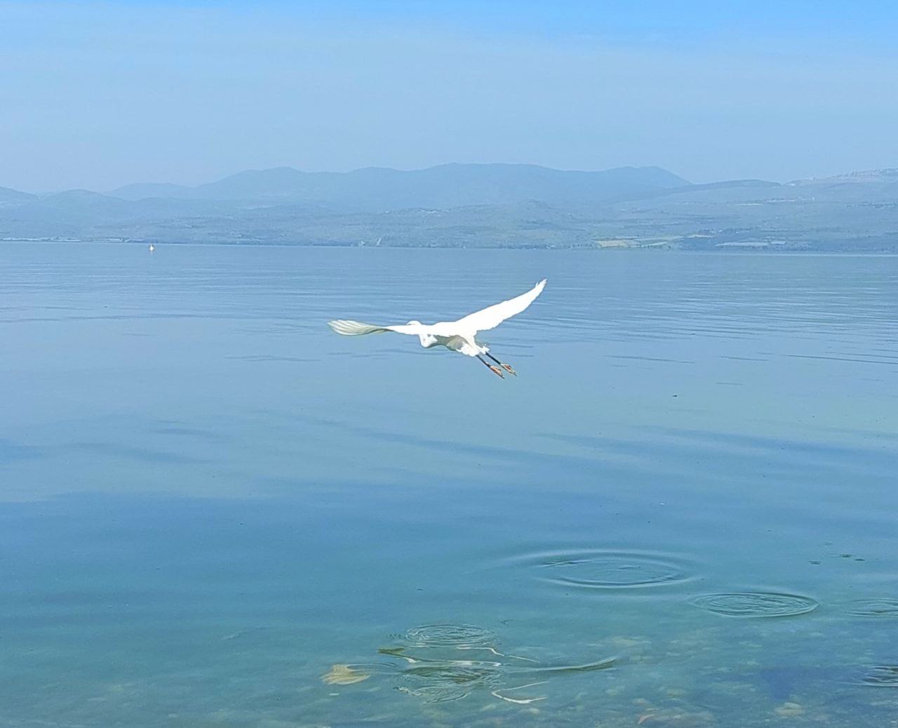 אנפה בכינרת