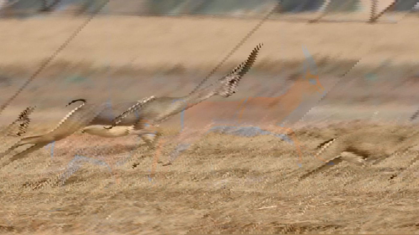 צבי עם רגליים על הגב