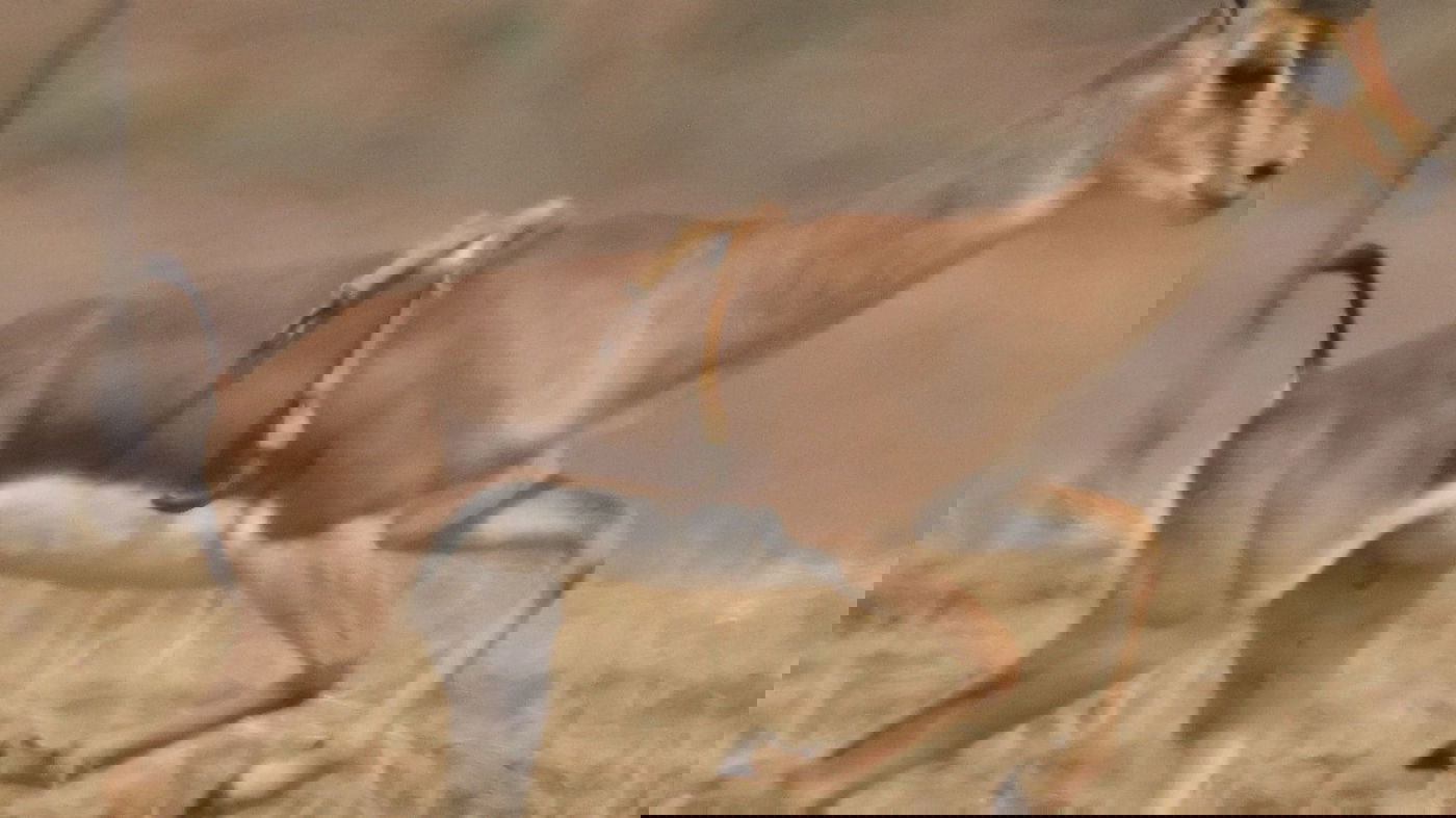 צבי עם רגליים על הגב