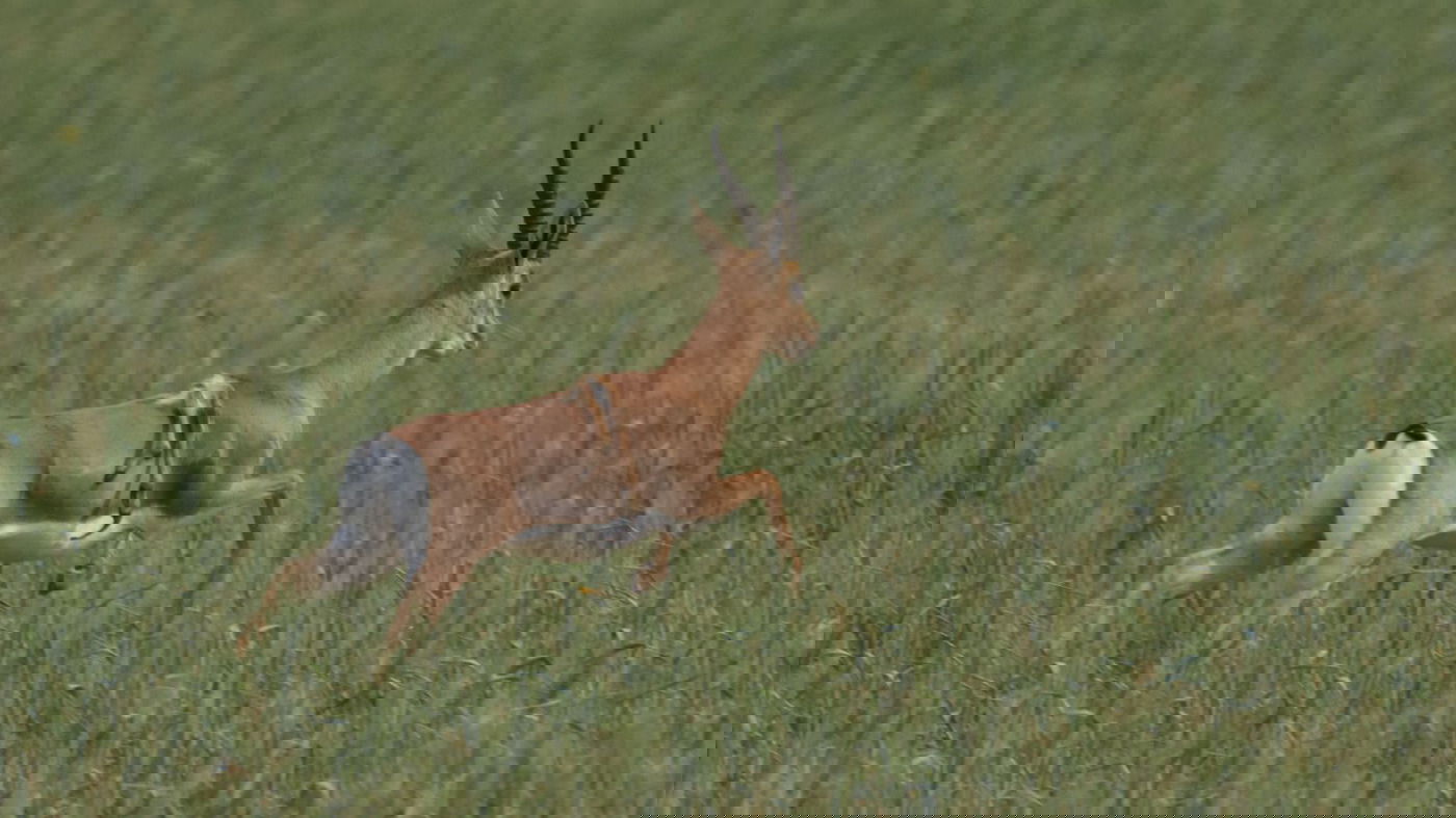 צבי עם רגליים על הגב