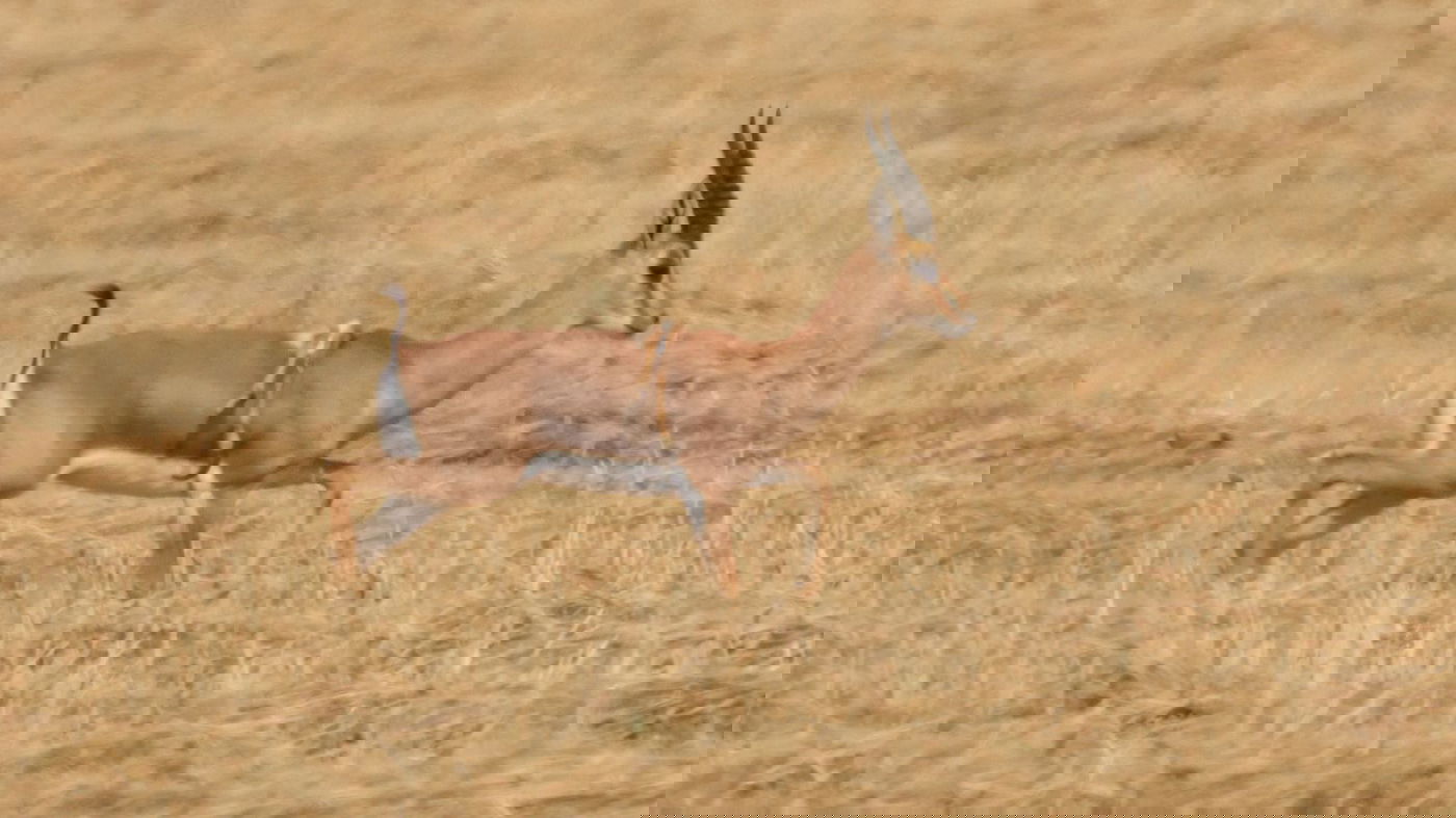 הצבי עם הרגליים על הגב