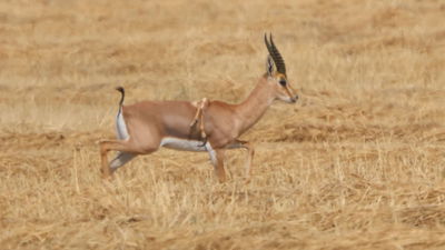 הצבי עם הרגליים על הגב