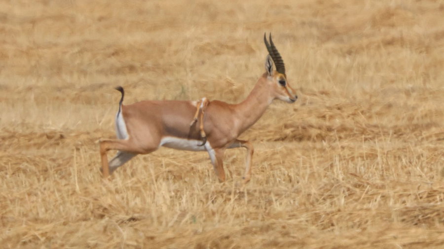 הצבי עם הרגליים על הגב