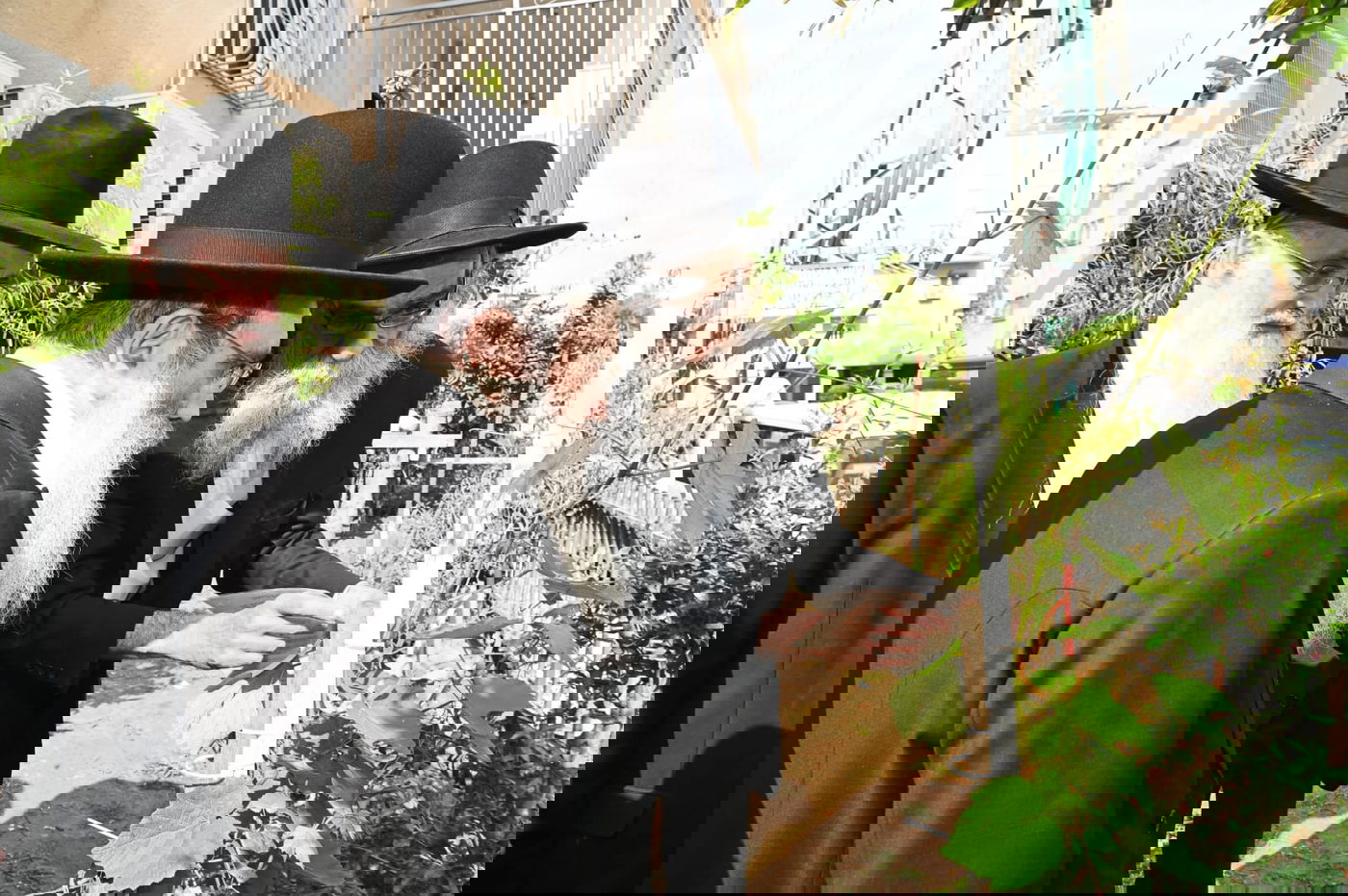 הגר" ששטינמן בברכת האילנות