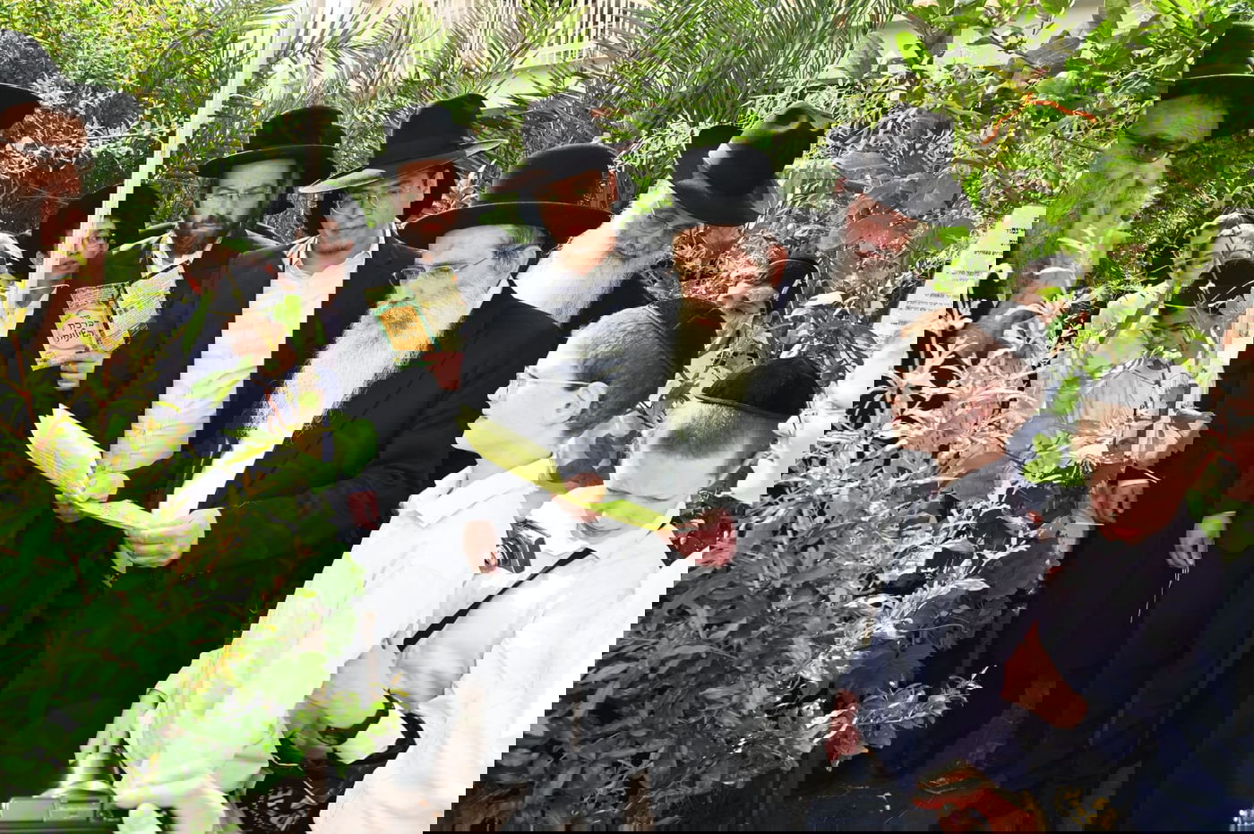 הגר" ששטינמן בברכת האילנות