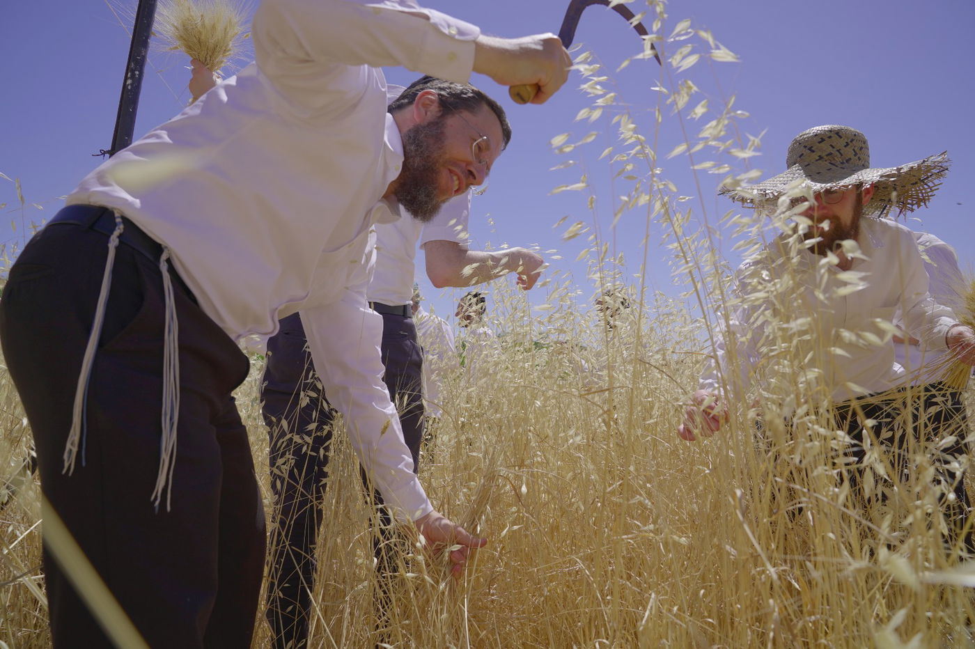 הרב אברהם צוויג, ראש כולל "דורשי ציון" בביתר עילית, בעת הקציר הראשון