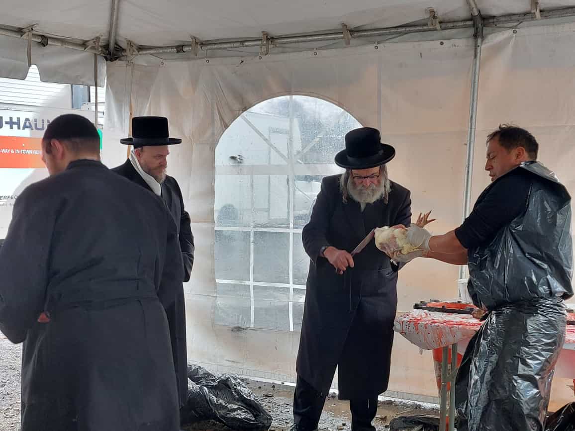 האדמו"ר מסקווירא מאנסי במשחטה בחצר בית מדרשו