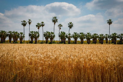 שדה חיטה סמוך לחולדה