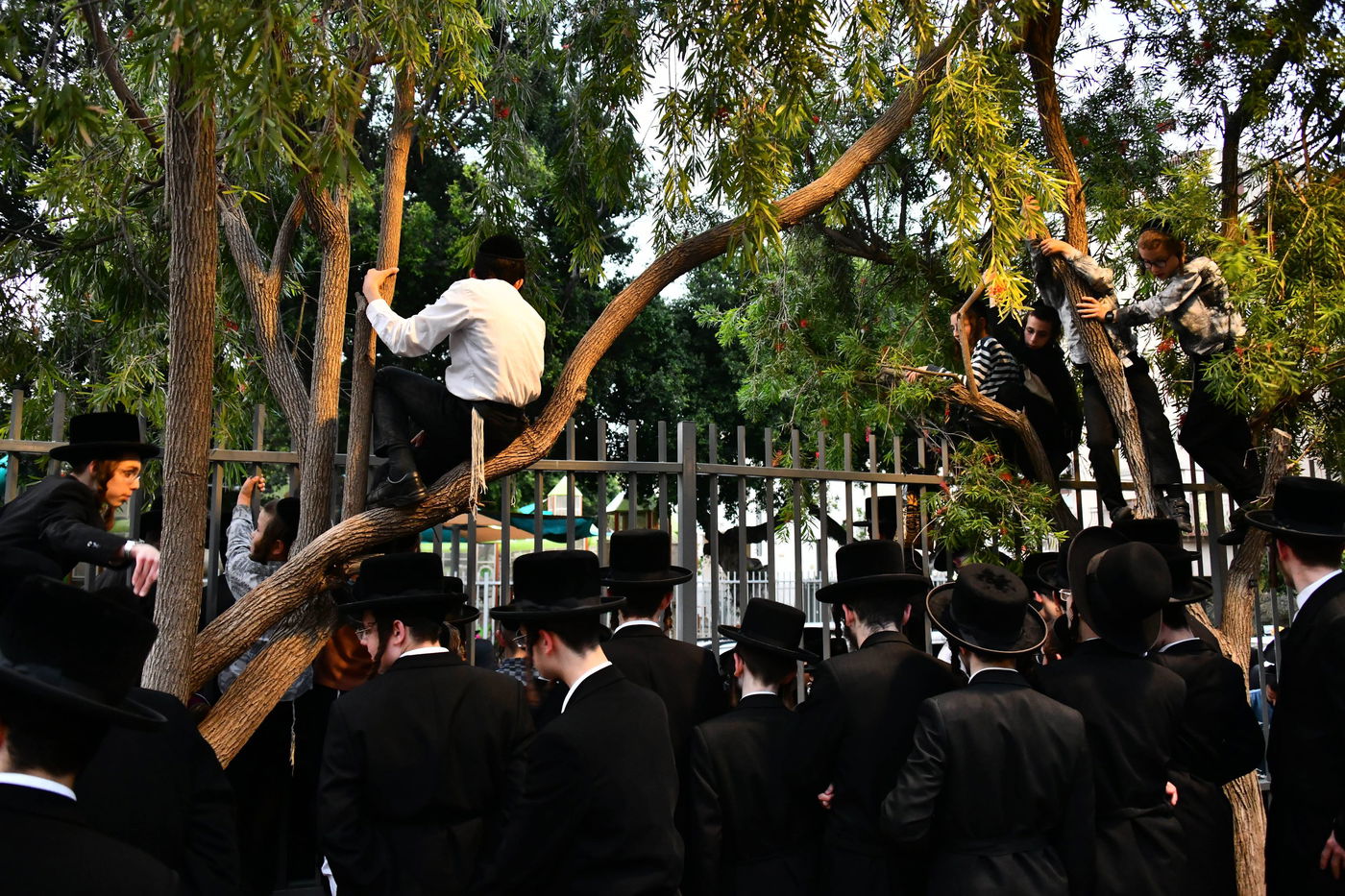 האדמו"ר מסאדיגורה בשאיבת מים שלנו 