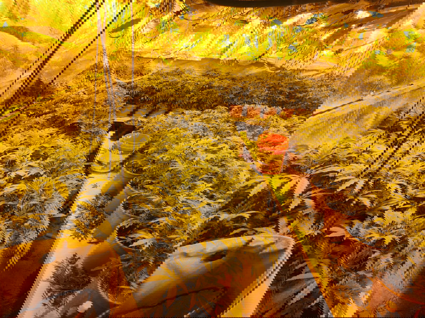 התפיסה המשטרתית