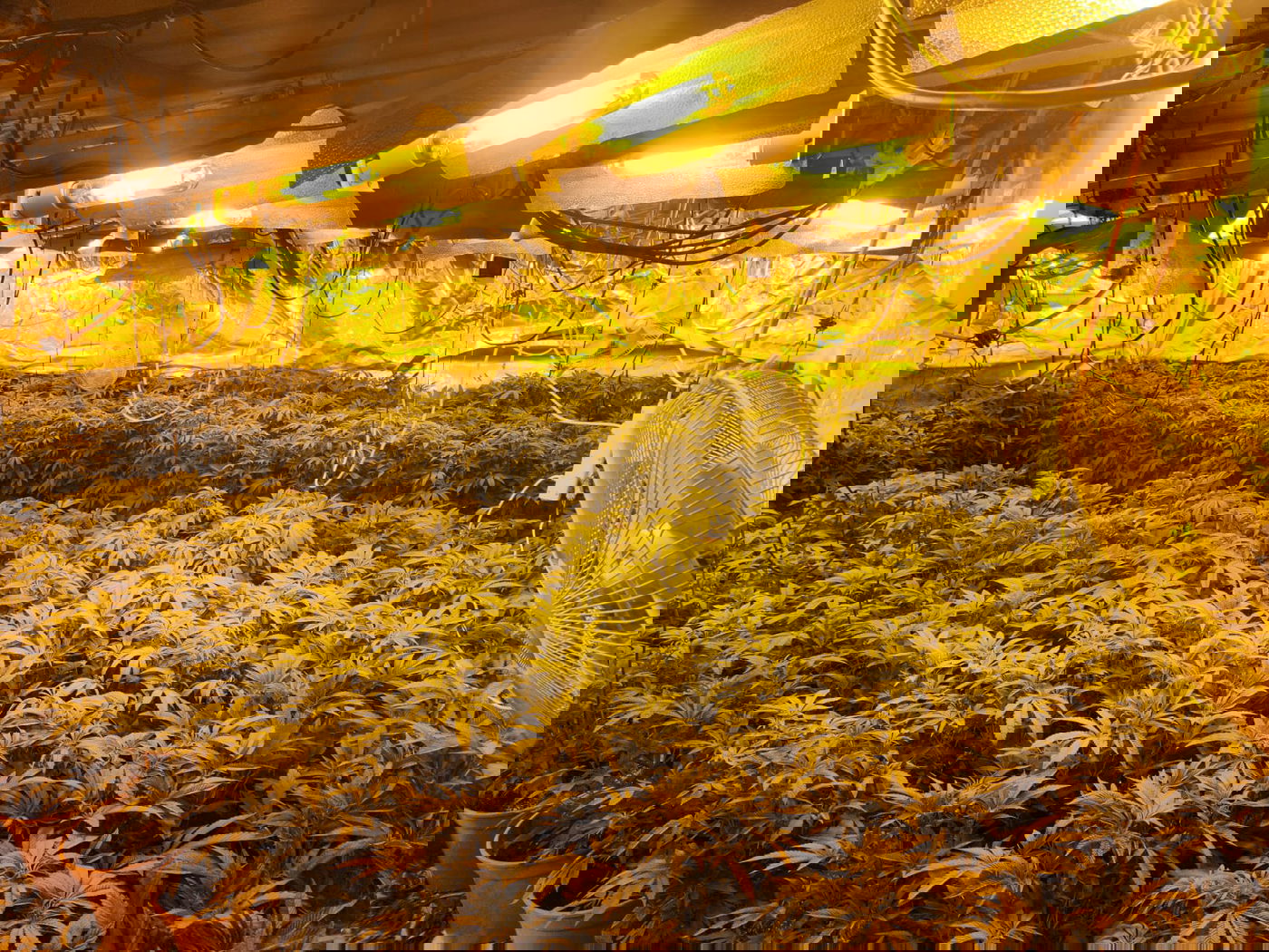 התפיסה המשטרתית