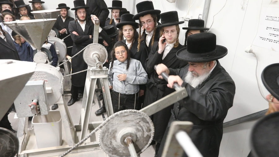 האדמו"ר מלעלוב בטחינת חיטים
