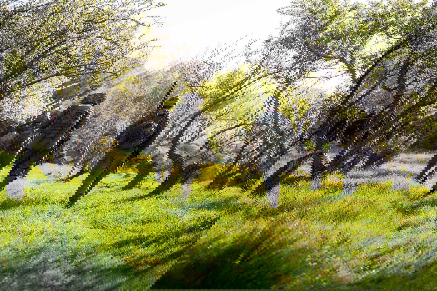 תרגיל האלפיניסטים