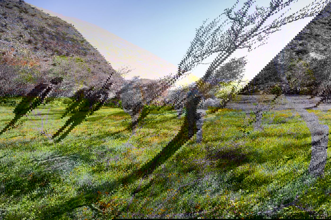 תרגיל האלפיניסטים