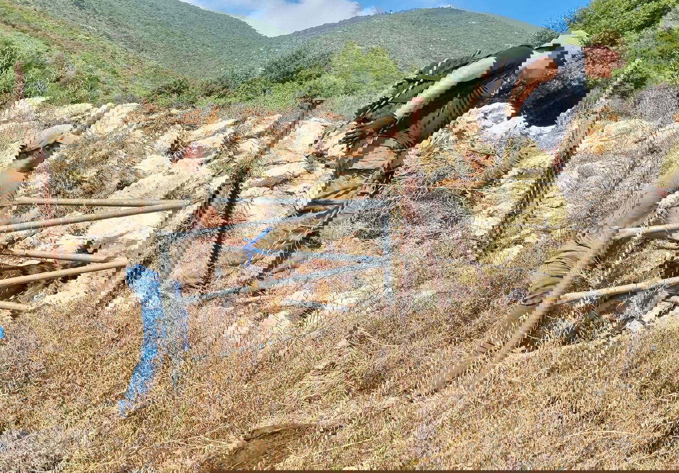 "אין סיכוי שלא ראו כשלוקחים אותה": הועלה הפרס למביא מידע על היימונט קסאו