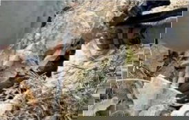 פירי המנהרות שנחשפו על ידי הלוחמים במהלך השבוע