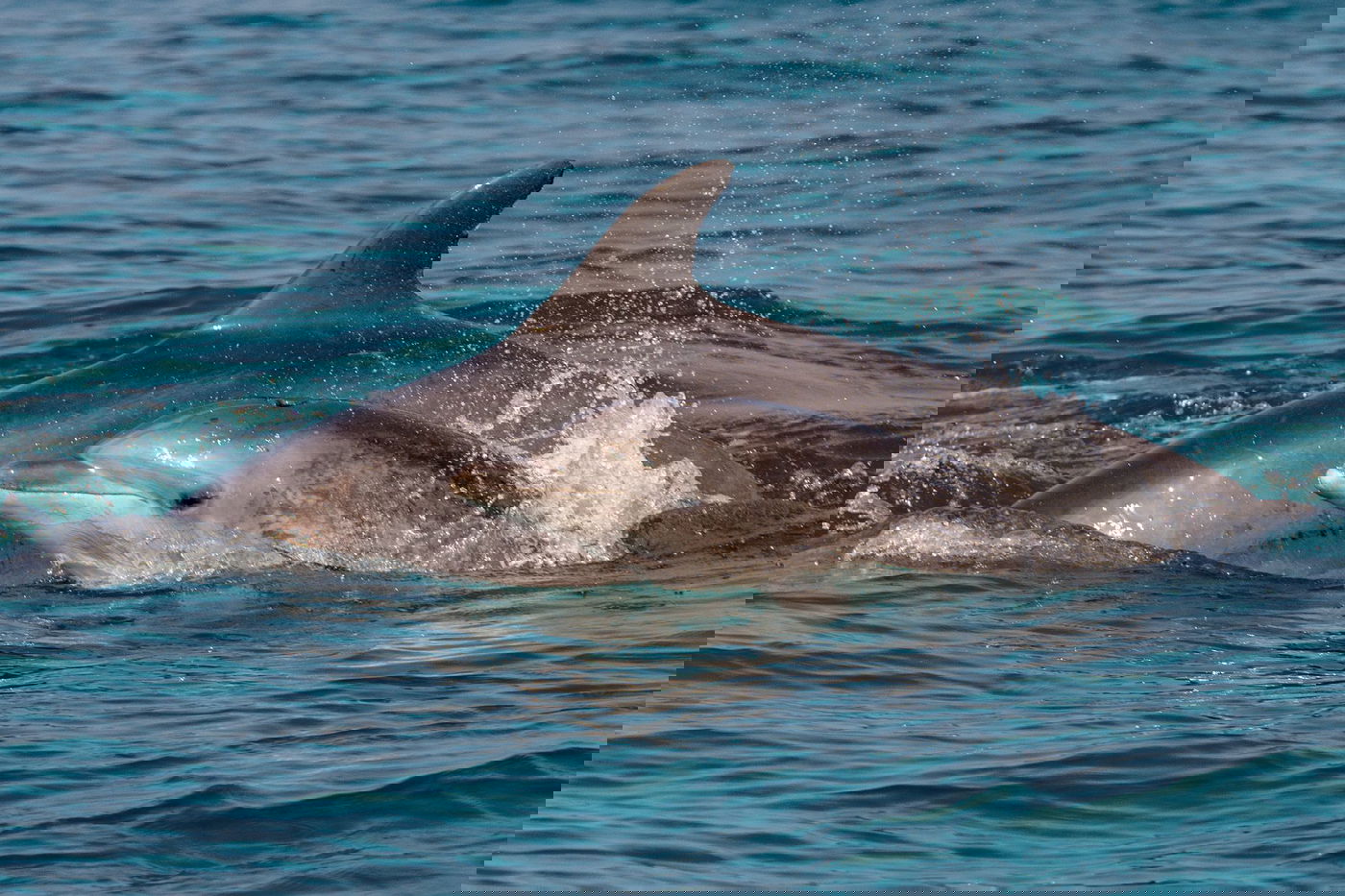 תצפית משמחת של דולפינים מצויים 