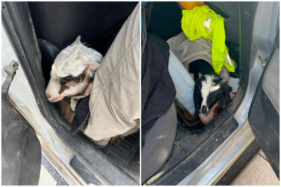 ערב פסח בירושלים: 13 חשודים נעצרו עם גדיים | תיעוד