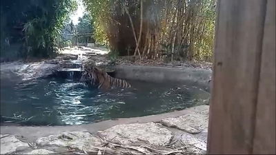 הטיגריס רימבה נכנס להתרענן בבריכה בחצר | תיעוד