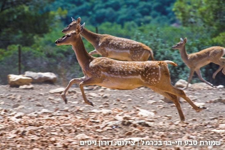 חווית חג משפחתית בלתי נשכחת - 'צפונה ונגבה'