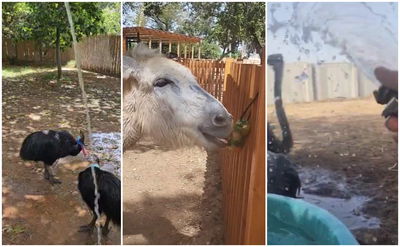 ארטיק לחיים החמור ומקלחות | כך מתמודדים בספארי עם החום. תיעוד