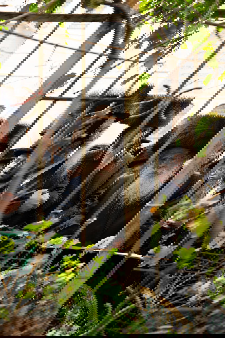 האדמו"ר מנדבורנה ירושלים בברכת האילנות