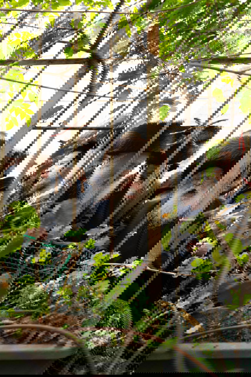 האדמו"ר מנדבורנה ירושלים בברכת האילנות