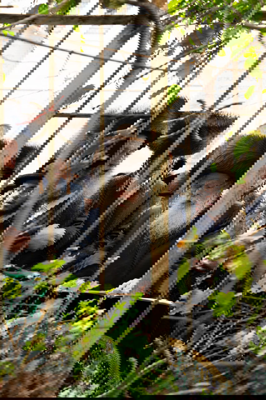 האדמו"ר מנדבורנה ירושלים בברכת האילנות