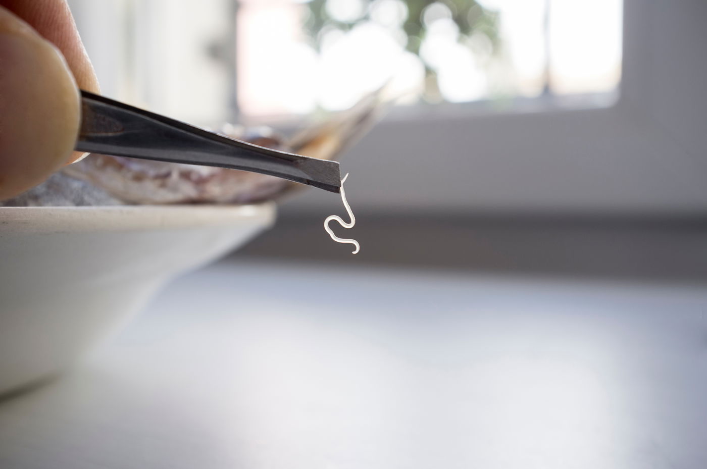 תולעת באוכל | אילוסטרציה