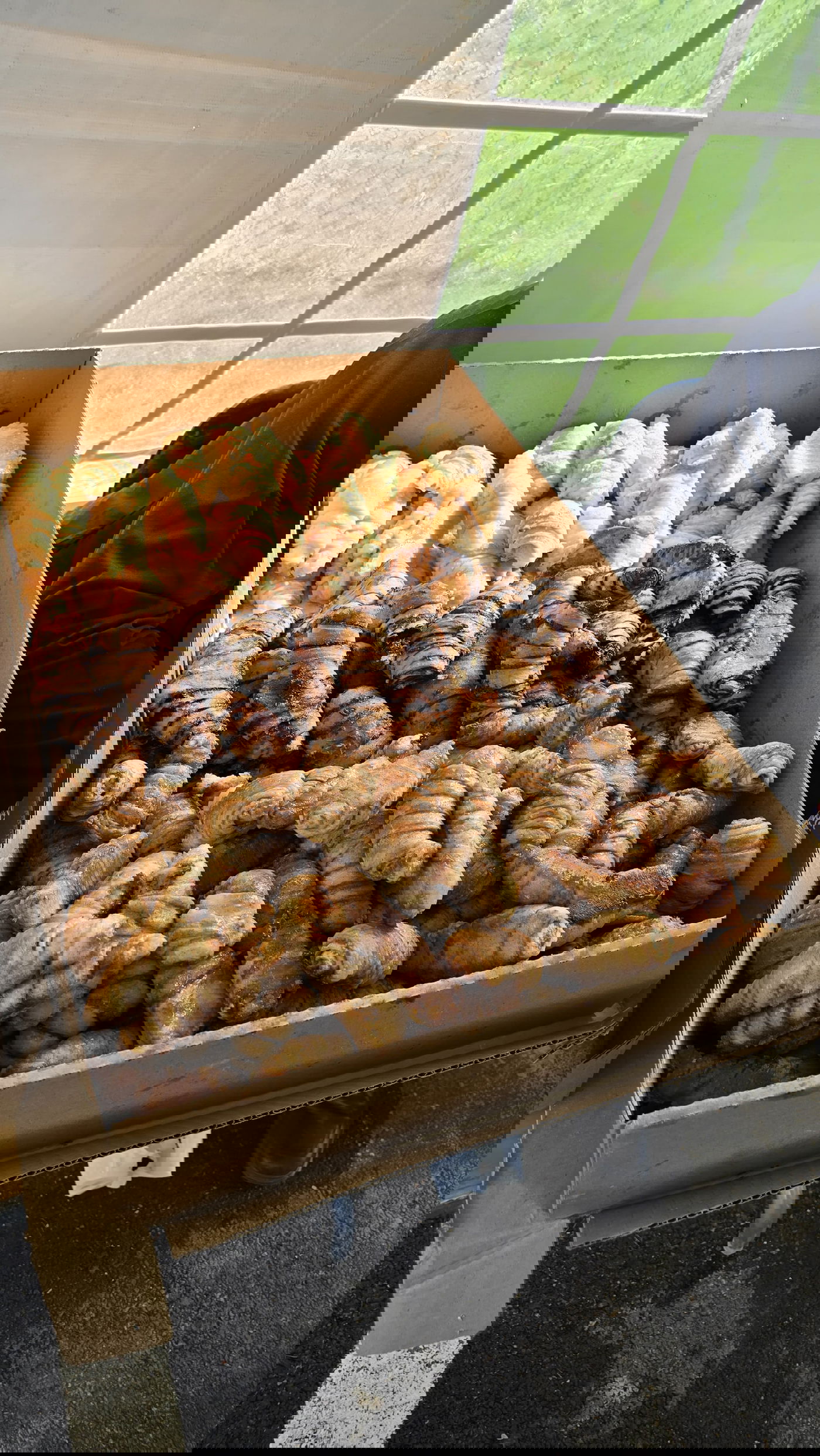 יאר צייט ראשון לר' מיכאל שניצלער