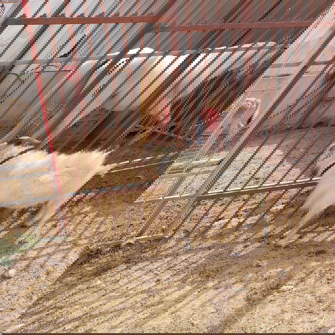 מבצע משולב בבני ברק: המשטרה פשטה על מתחמים שפעלו בניגוד לחוק