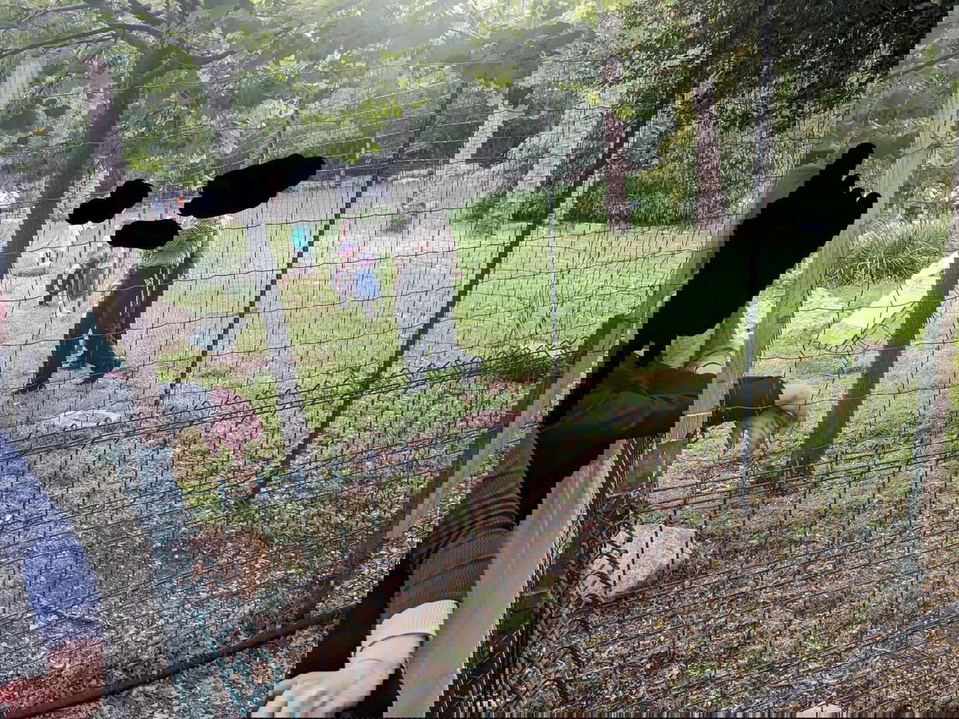 ילדים שנכנסו לתוך כלוב הציפורים