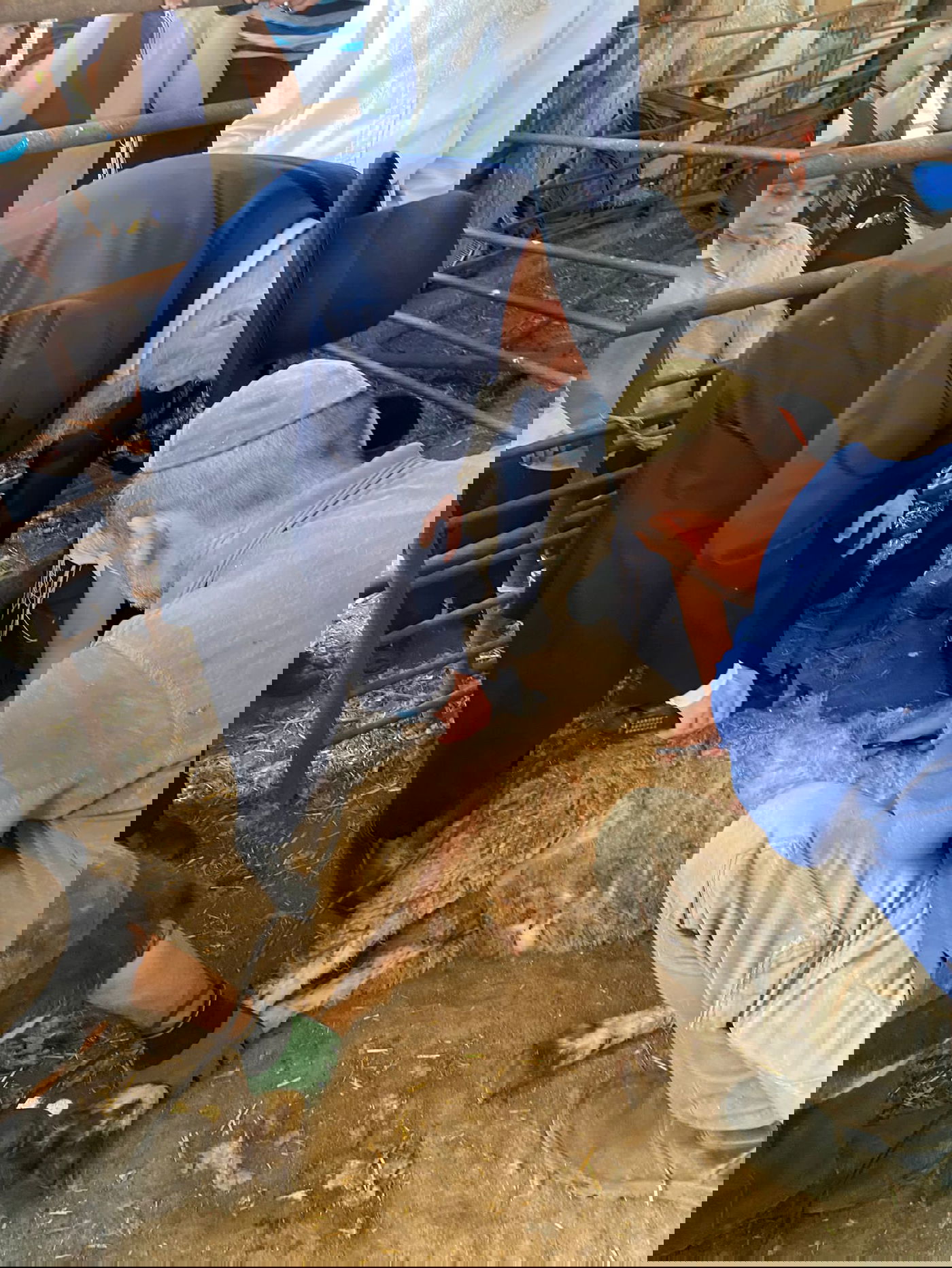 הגר"ד בצרי במצוות 'ראשית הגז'