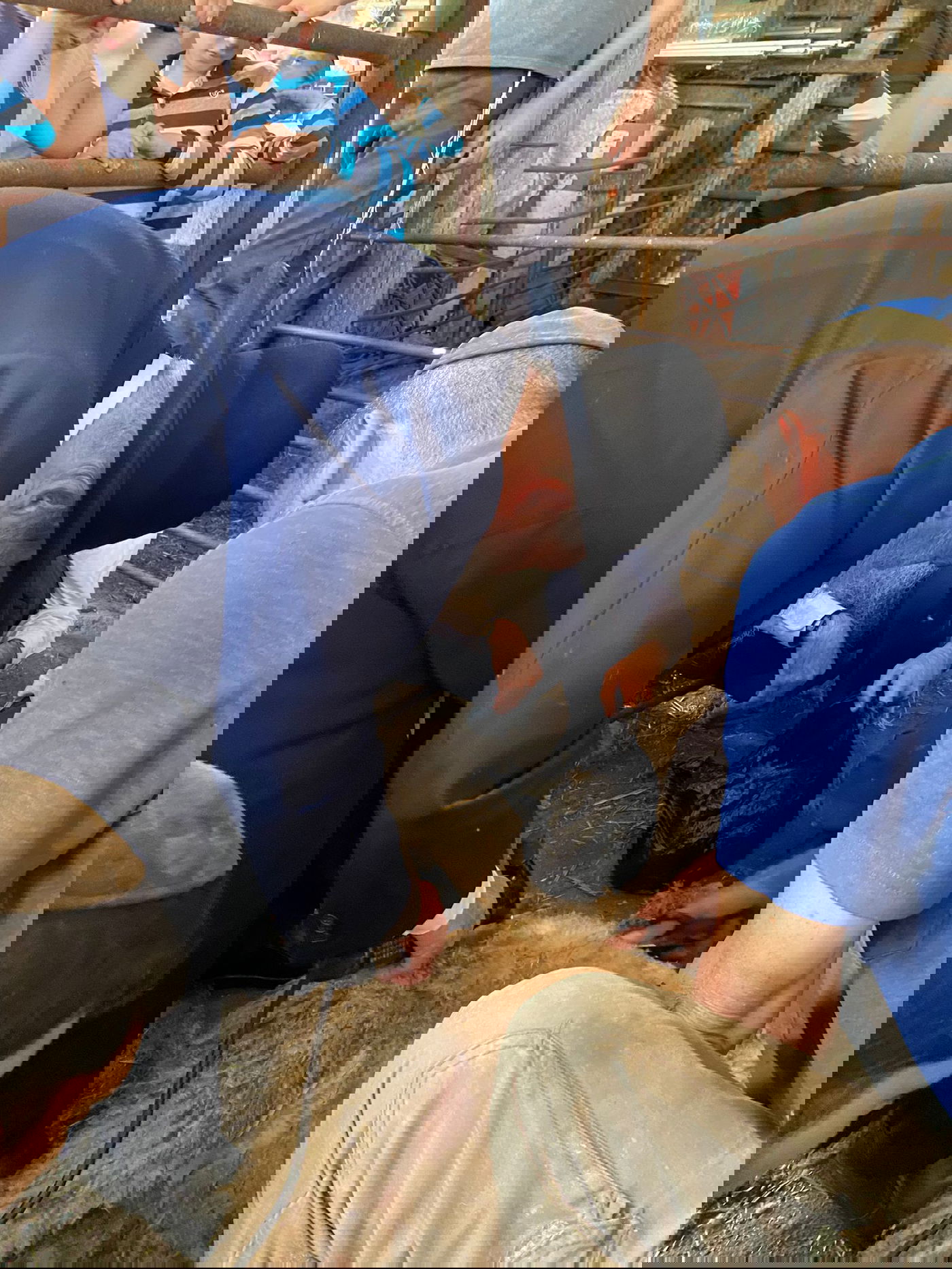 הגר"ד בצרי במצוות 'ראשית הגז'