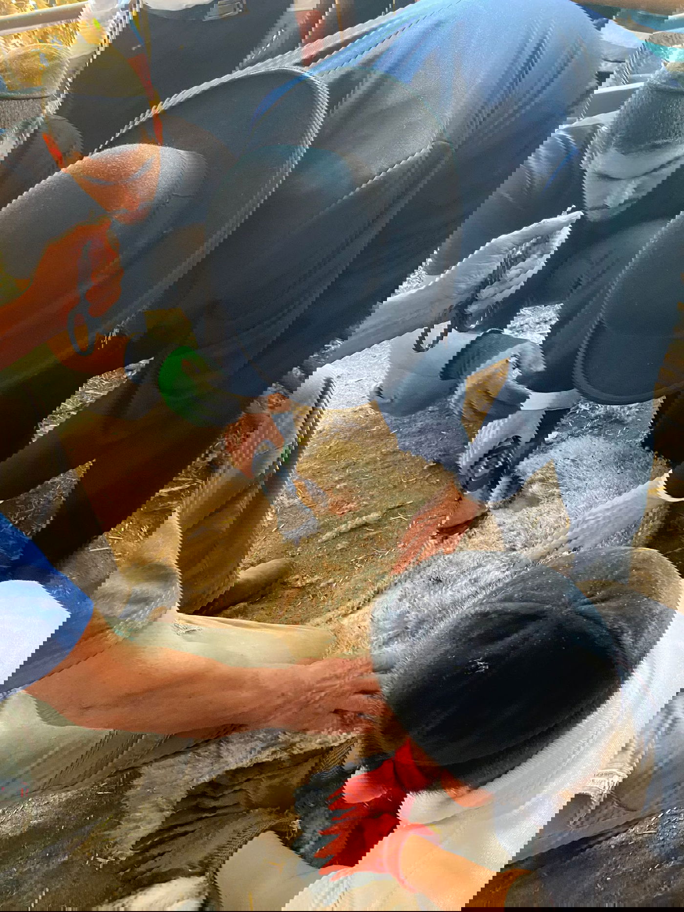 הגר"ד בצרי במצוות 'ראשית הגז'