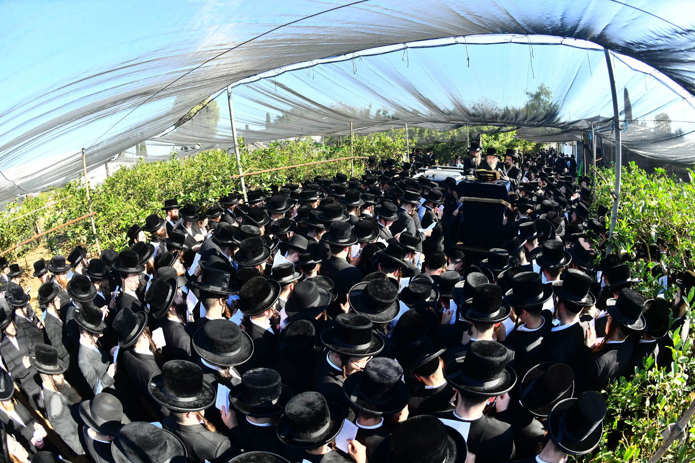 ברכת האילנות רחמסטריווקא