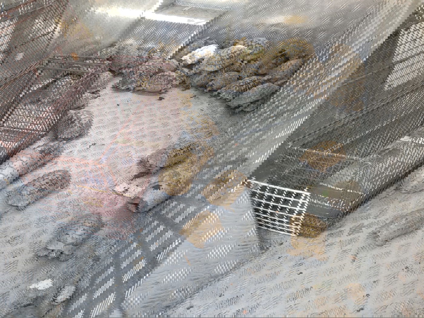 עשרות צבי יבשה הוחזקו בניגוד לחוק בבית פרטי | תיעוד