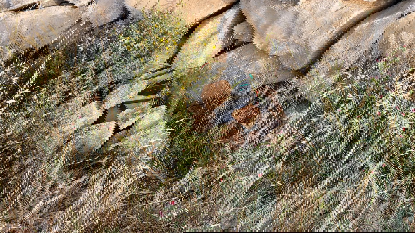 הפעילים ניצלו בנס: מטען חבלה הוטמן במזבח יהושע בן נון