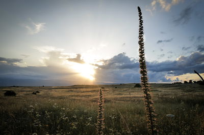 התחזית: ירידה בטמפרטורות, סיכוי לטפטוף עד גשם מקומי