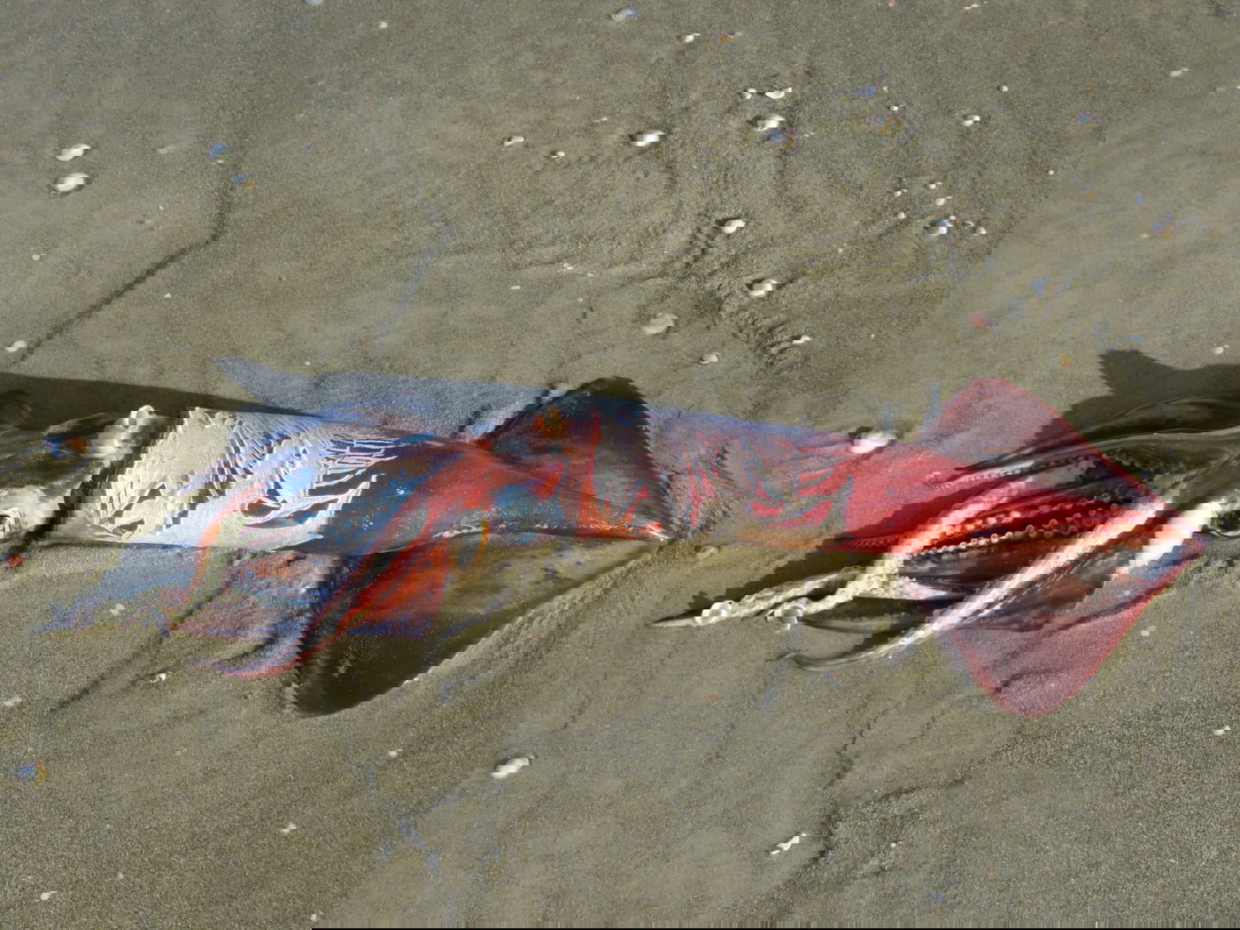 "דיונון הניאון המעופף" בחוף הים