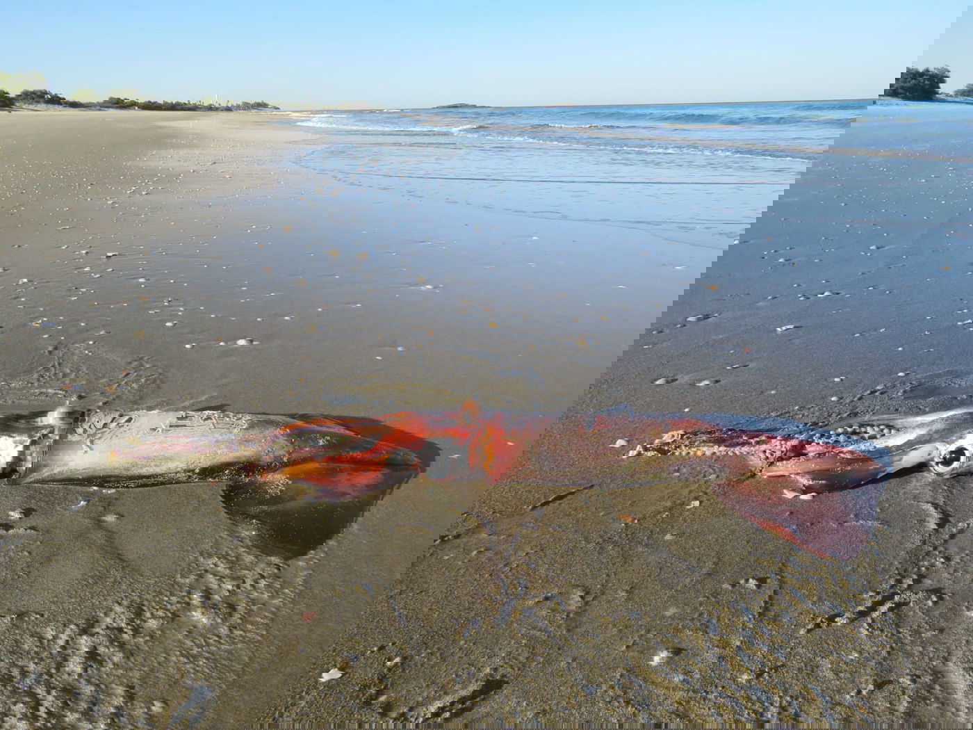 "דיונון הניאון המעופף" בחוף הים