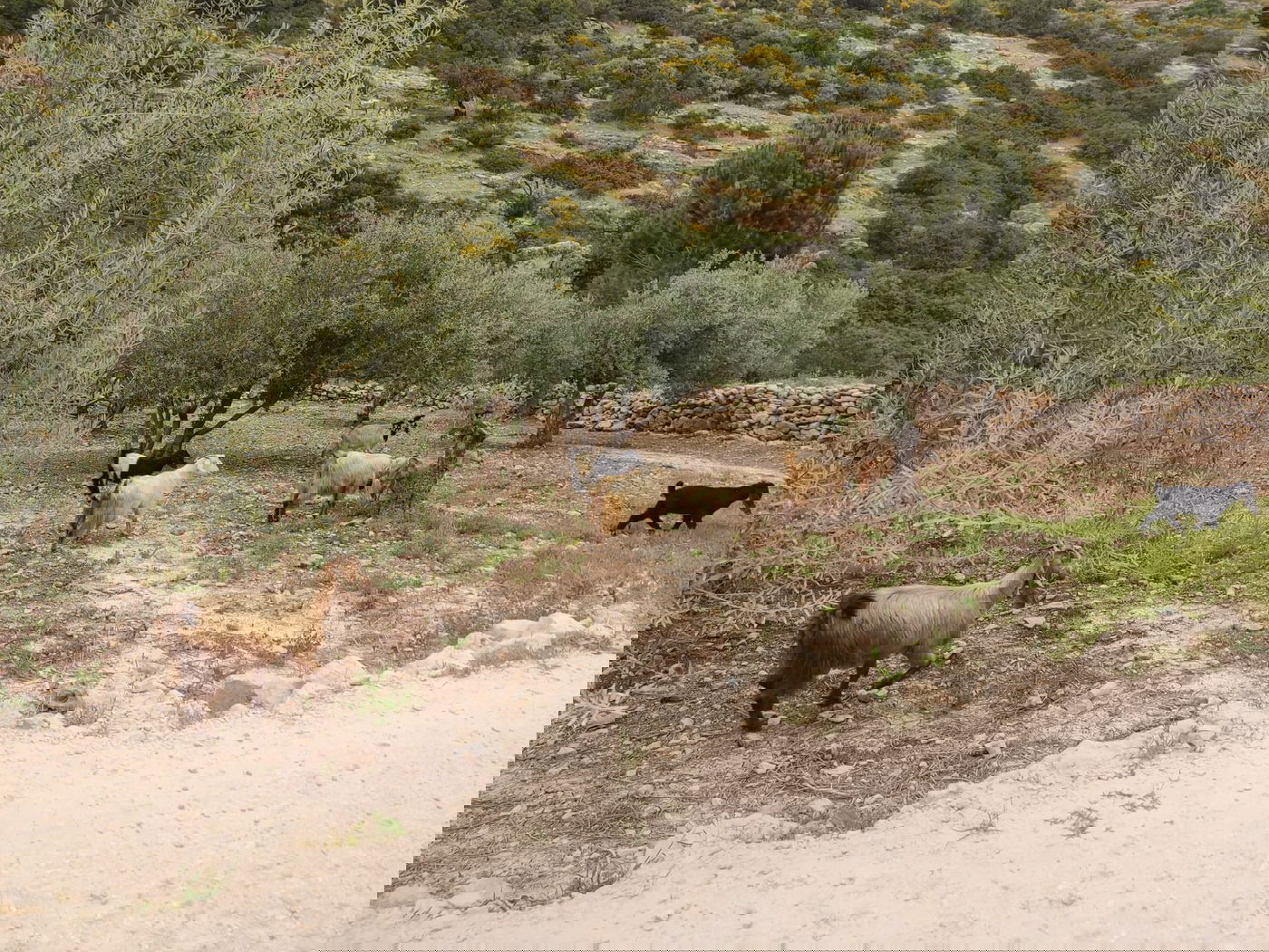 האביב בקרני שומרון