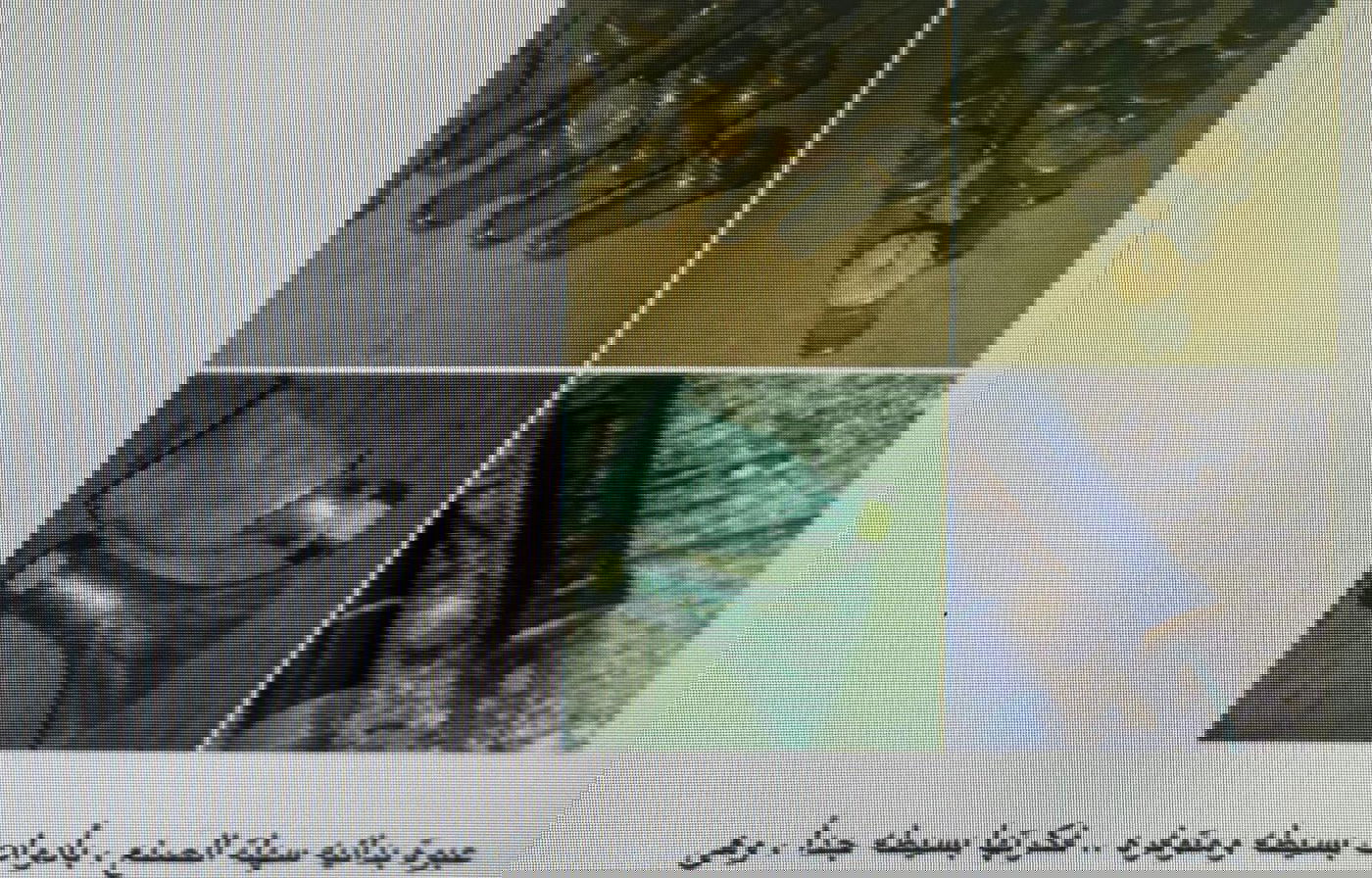 מחבלים בני 14! זו החולייה שתכננה פיגועים נגד רכבי הסעות