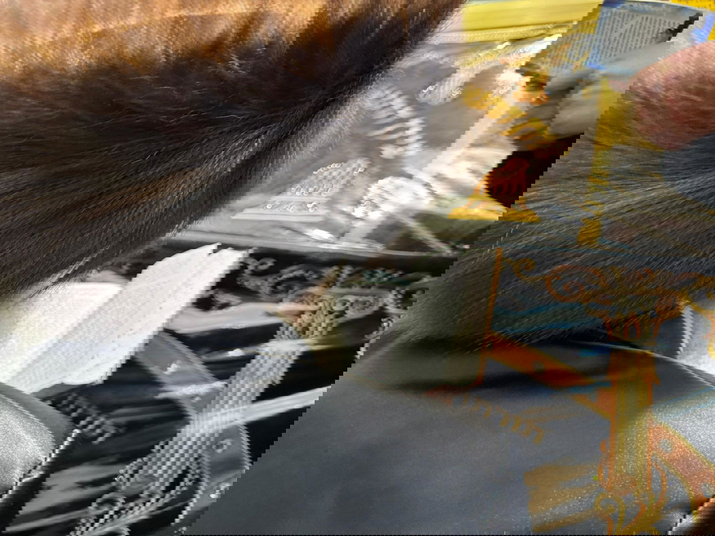 בחוץ ההר סגור; בפנים בציון מאות רוקדים | תיעוד ממירון