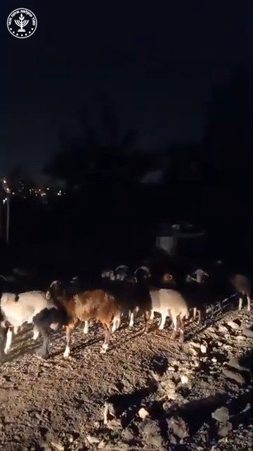 הכבשים שהוברחו ונתפסו